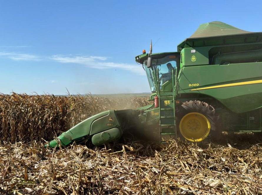 Conab indica colheita da safrinha de milho passando dos 13% e destaca bons rendimentos em GO e MT