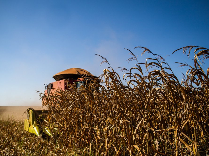 Deral indica colheita do milho em 13% no Paraná e destaca grandes perdas em algumas regiões