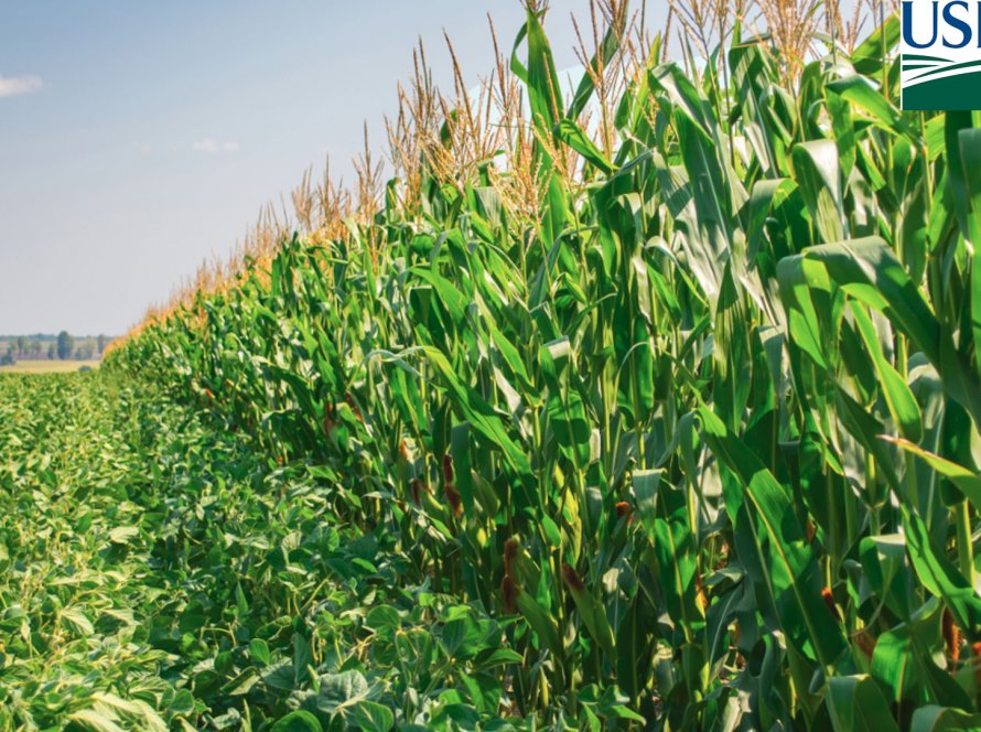 EUA Soja & Milho: USDA pode trazer safras levemente menores e estoques finais maiores