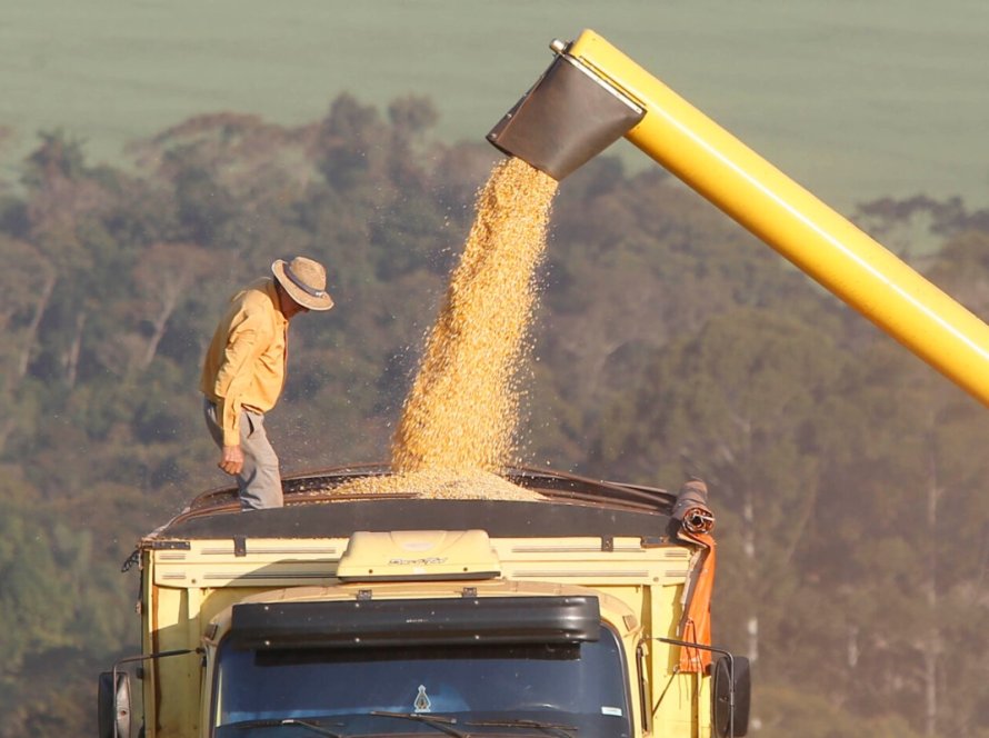 Nova estimativa indica redução na produção da segunda safra de milho no Paraná