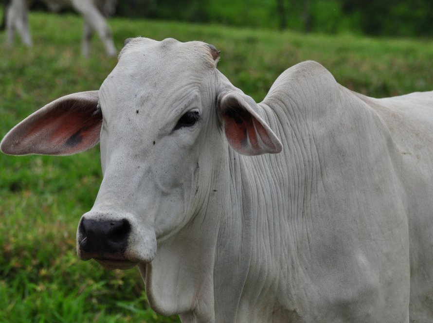 Pecuarista tem até o próximo domingo (30/06) para fazer a declaração de rebanho em Goiás