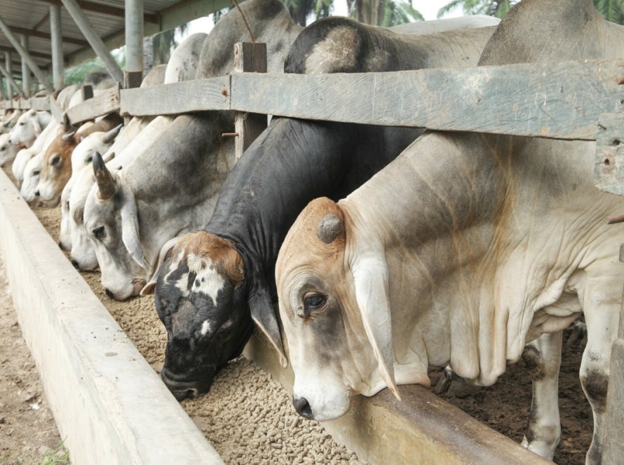 Pneumonia é vilã do bem-estar dos bovinos nos períodos de baixa temperatura