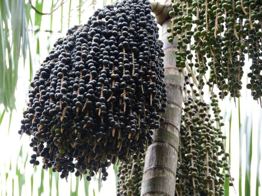 Projeto no Pará transforma 10 mil toneladas de caroço de açaí em fonte de energia renovável