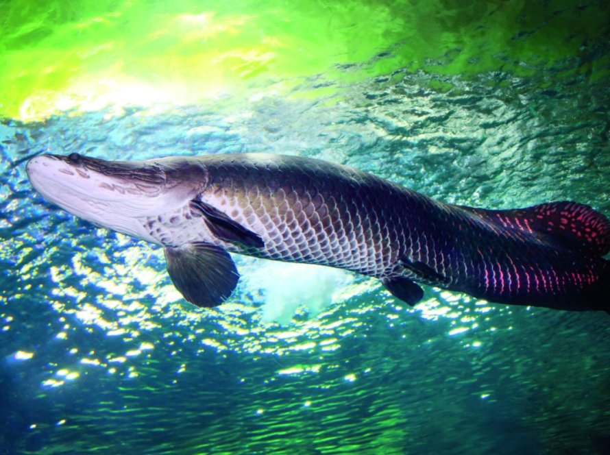 Regulamentação da aquicultura no Pará anima setor do pescado