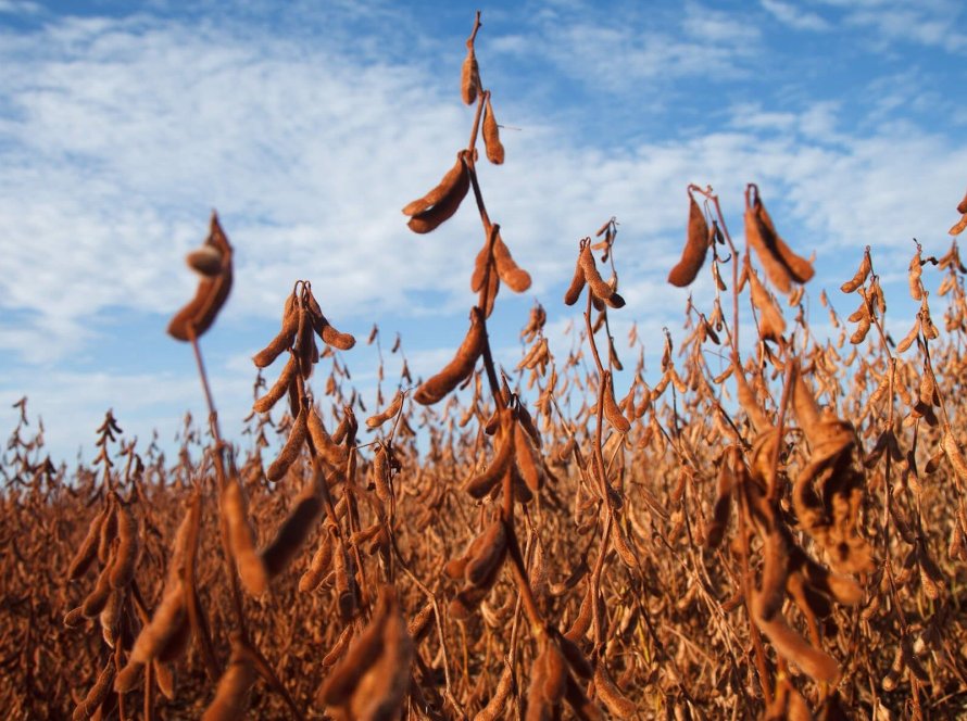 Soja: Mercado segue caminhando de lado em Chicago em semana de novo relatório do USDA