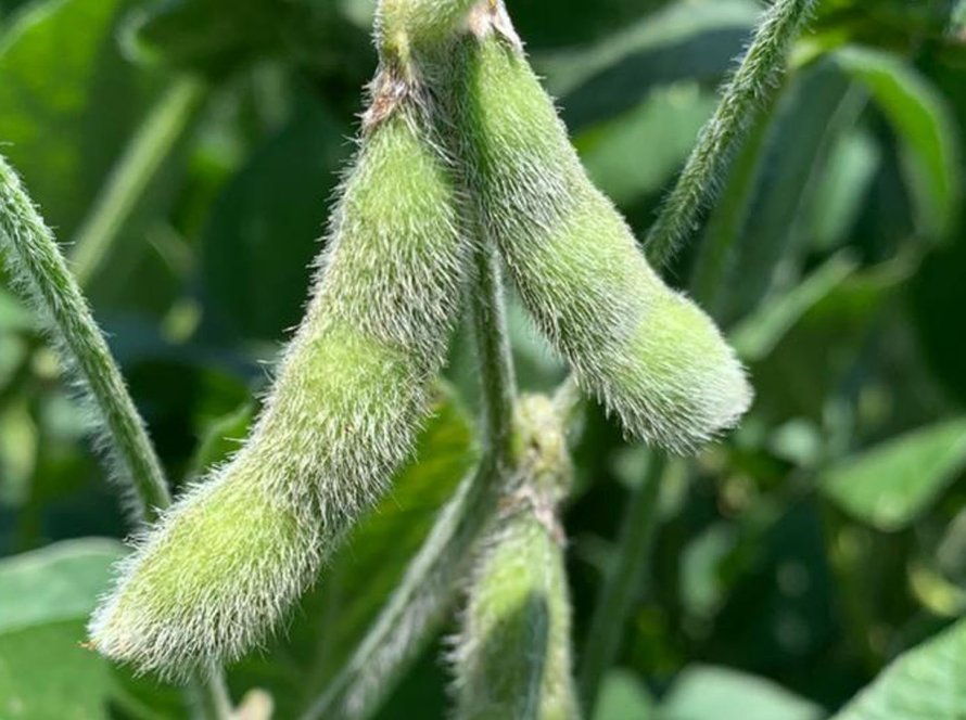 Soja inicia semana em queda e abaixo dos US$ 12 em Chicago diante de boas condições de clima nos EUA