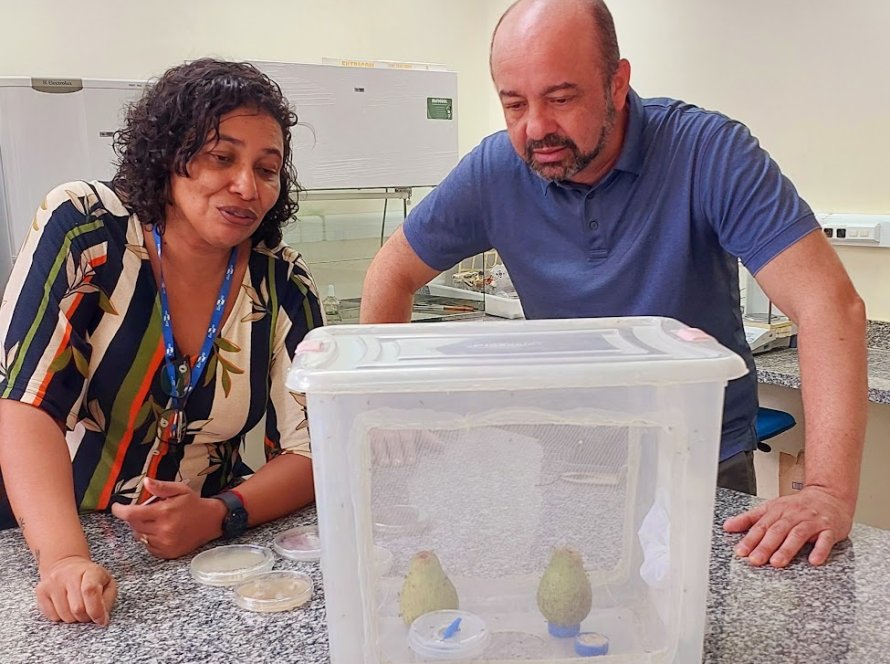 Superintendente Federal de Agricultura de Roraima destacou pesquisas da Embrapa Amapá para controle da mosca-da-carambola