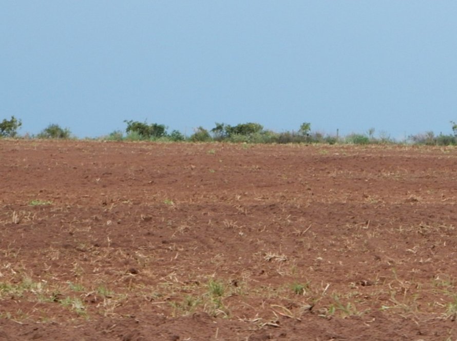 Vazio sanitário da soja tem início em algumas regiões do Paraná