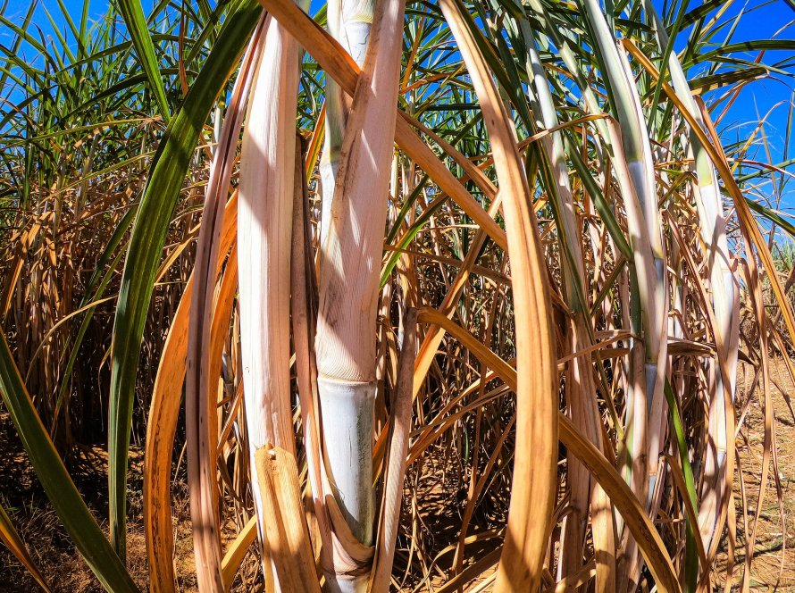 Açúcar: Mesmo com as incertezas da safra brasileira, bolsas ampliam baixas