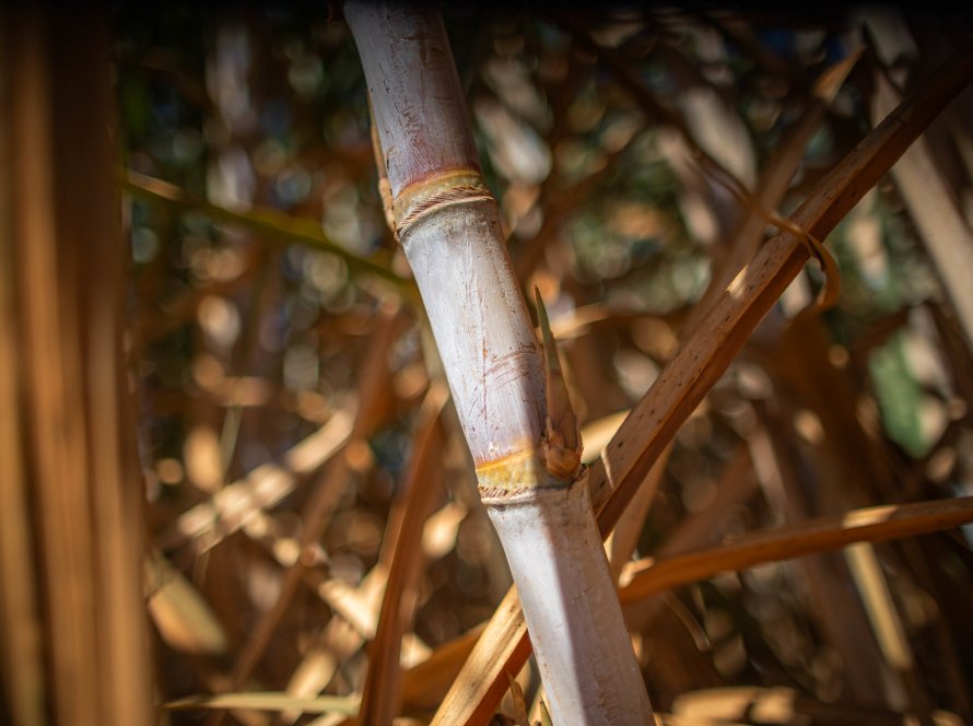 Açúcar tem dia de baixas com produção brasileira e chuvas na Índia no radar