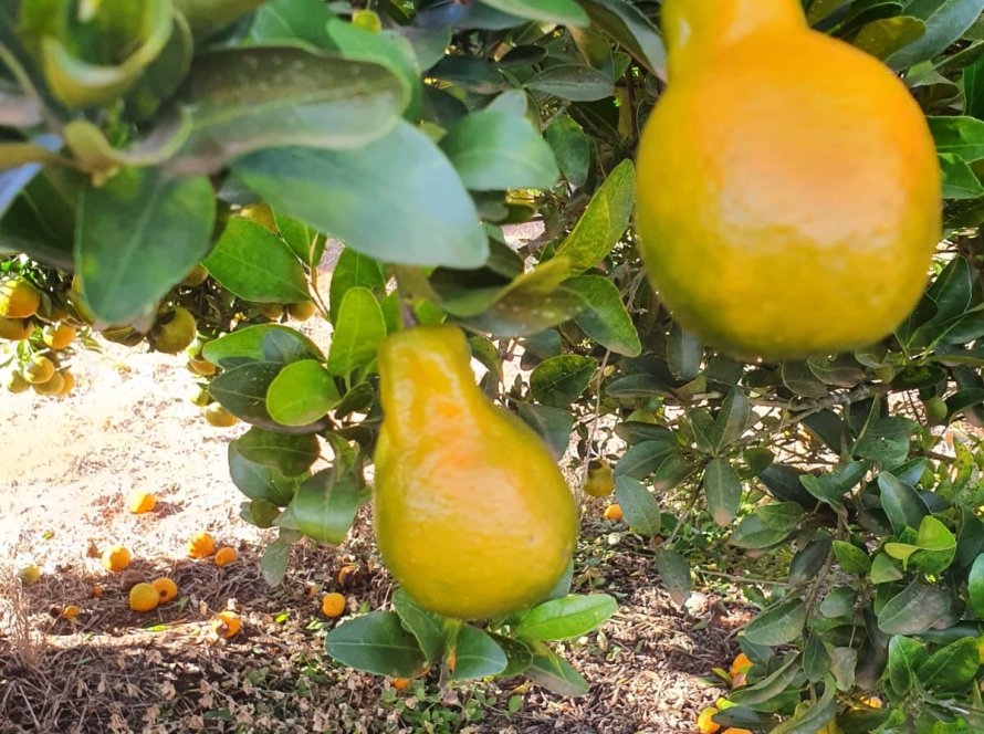 Agrodefesa realiza medidas para controle de HLB em Goiás, após identificar dois focos no Estado