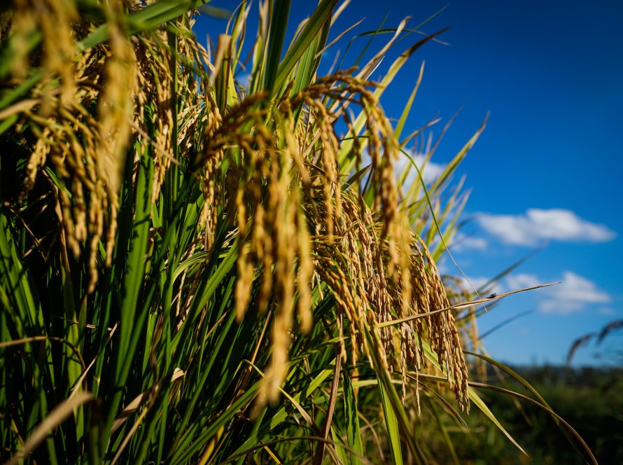 Área plantada de arroz em Goiás deve ter crescimento de mais de 23%, segundo IBGE