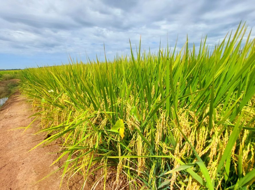 Arroz: Resistência a herbicidas no controle de plantas daninhas fez BASF buscar novas tecnologias para dar suporte ao produtor; conheça