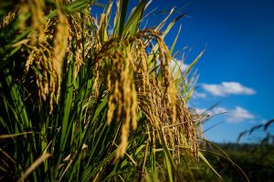 Brasil prevê apoiar produção de 1 mi t de arroz com contratos de opções, diz ministro