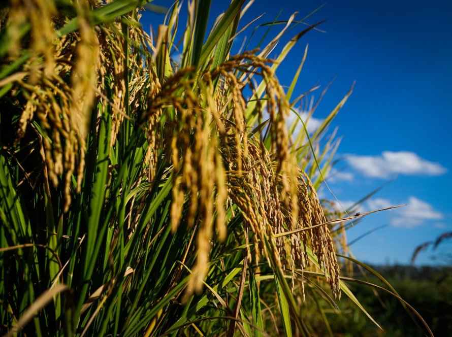 Brasil prevê apoiar produção de 1 mi t de arroz com contratos de opções, diz ministro