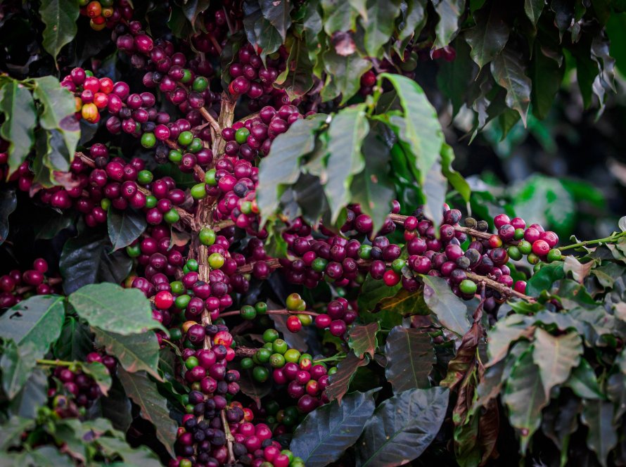 Clima seco é bom para a safra, mas preocupa mercado e café sobe mais de 2%