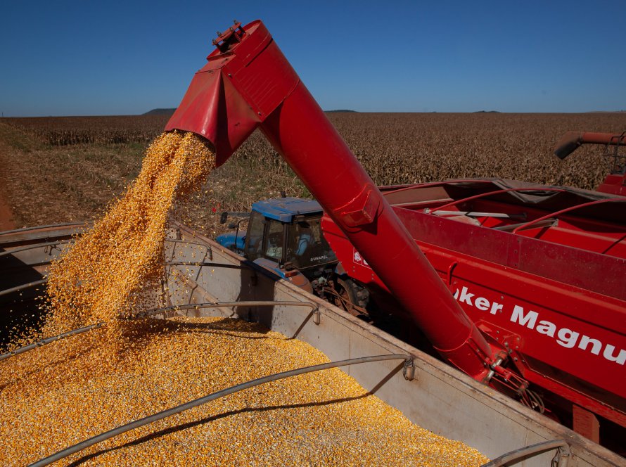 Colheita do milho avança rápido e salta de 47% para 61% em uma semana, indica Conab