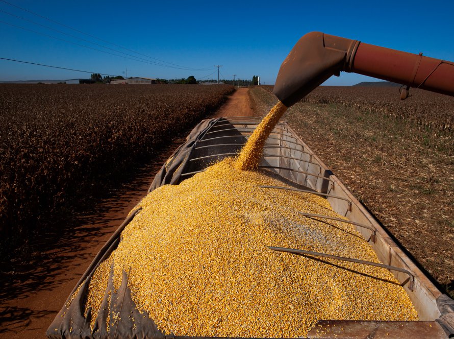 Colheita do milho chega em 53% no Paraná e Deral indica produtividades variadas