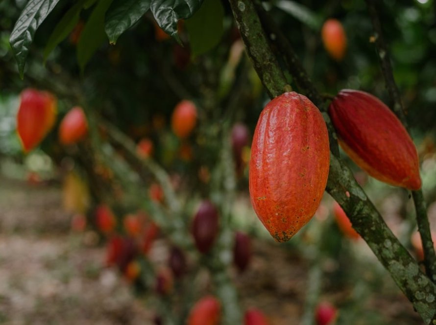 Com foco no setor de cacau e chocolate, Exporta Mais Brasil marca presença em Ilhéus com 15 compradores internacionais