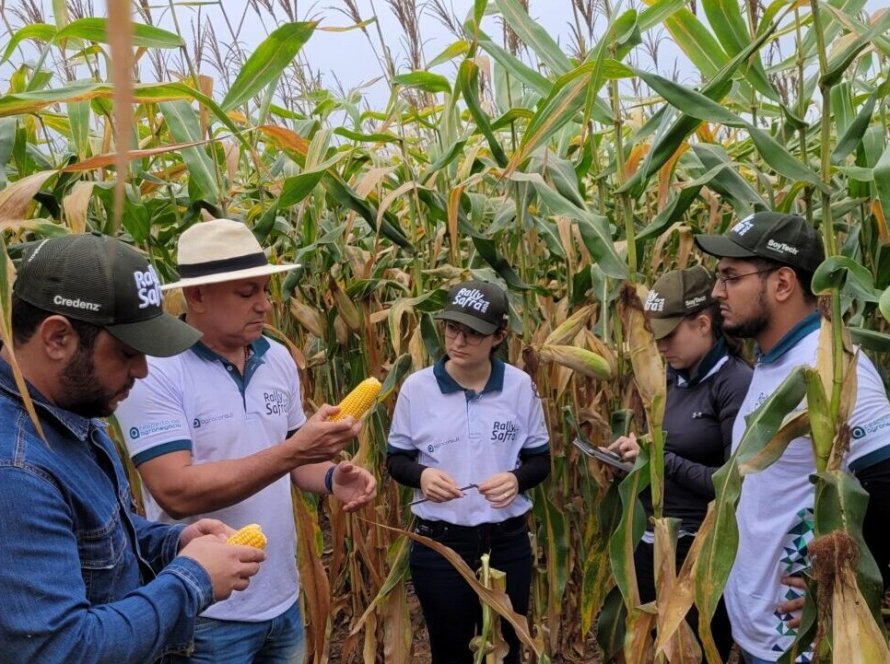 Com revisão da área plantada e produtividade, milho 2ª safra ultrapassa 100 milhões de toneladas