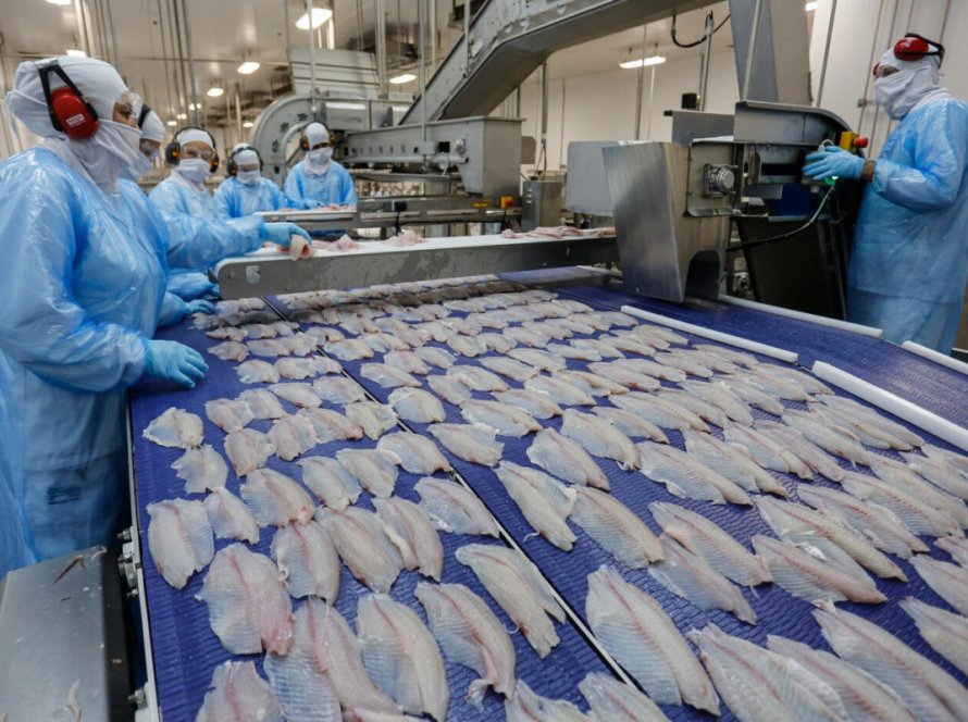 Com tilápia em alta, exportação paranaense de pescados cresceu 20% no 1º semestre