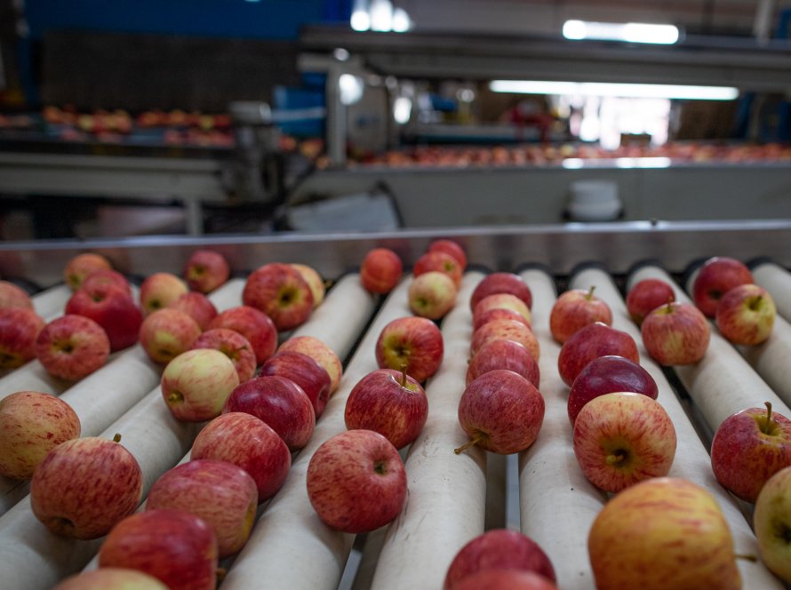 Exportações de frutas brasileiras crescem em valor no primeiro semestre de 2024