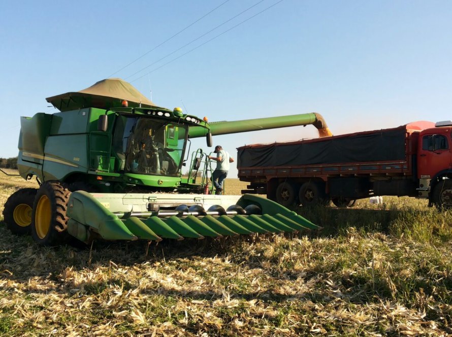 Famasul indica corte de 19% na produção de milho no Mato Grosso do Sul