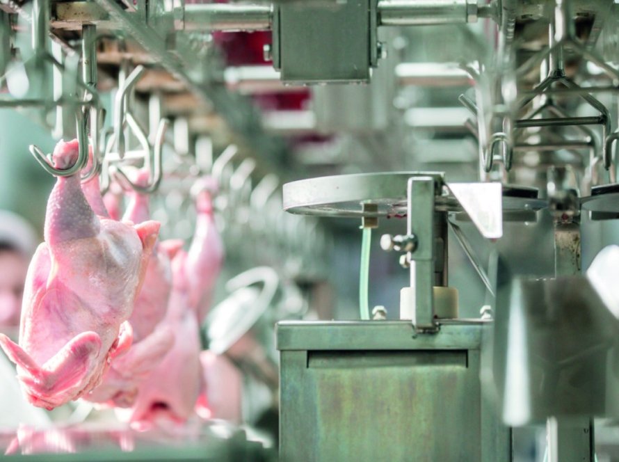 Média da exportação de carne de frango está maior