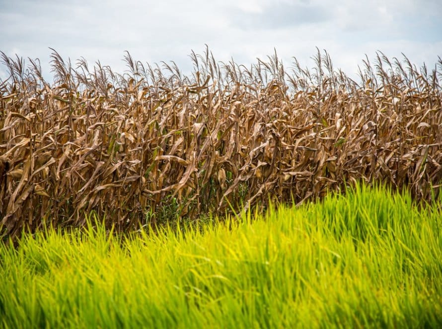 Menor área de milho no Brasil gera busca por alternativas e nova compreensão sobre a agricultura sustentável