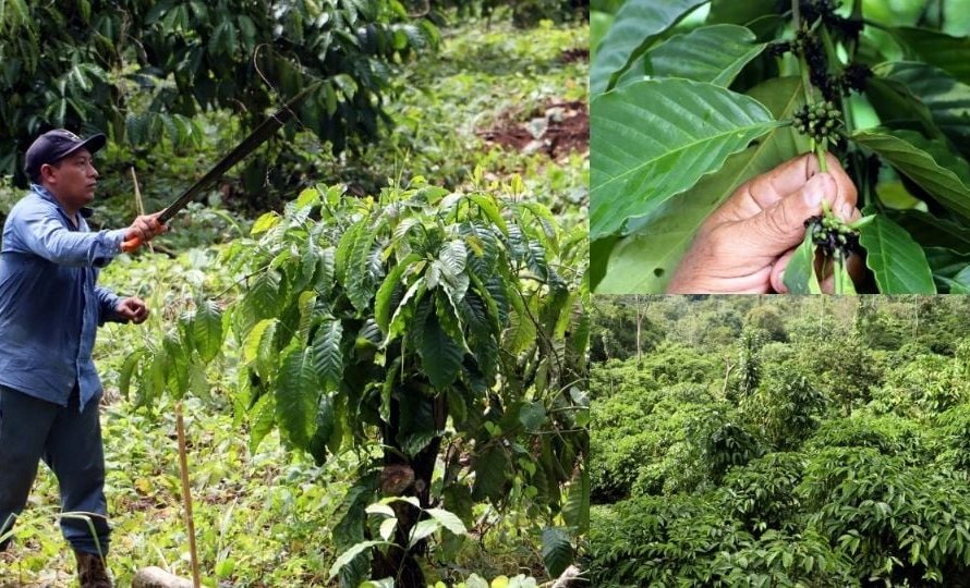 México: Altas temperaturas e seca atingem 80% das lavouras de café e produtores buscam por ajuda