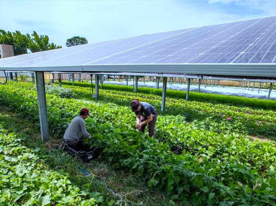 Plano Safra 2024/2025 atualiza linhas de crédito e reforça transição energética com estímulo à energia solar no Brasil