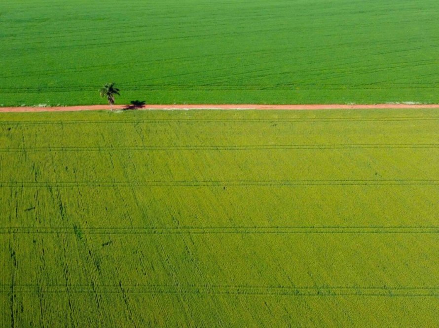 Produção de trigo deve alcançar 3,61 milhões de toneladas na atual safra no Paraná