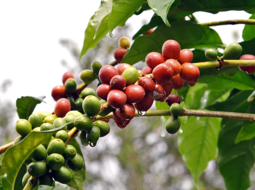 Quebra na produção de café na região de Garça na colheita 2024/2025