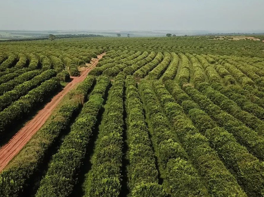 Sentido opostos: Arábica recua com safra brasileira, mas robusta avança de olho no Vietnã