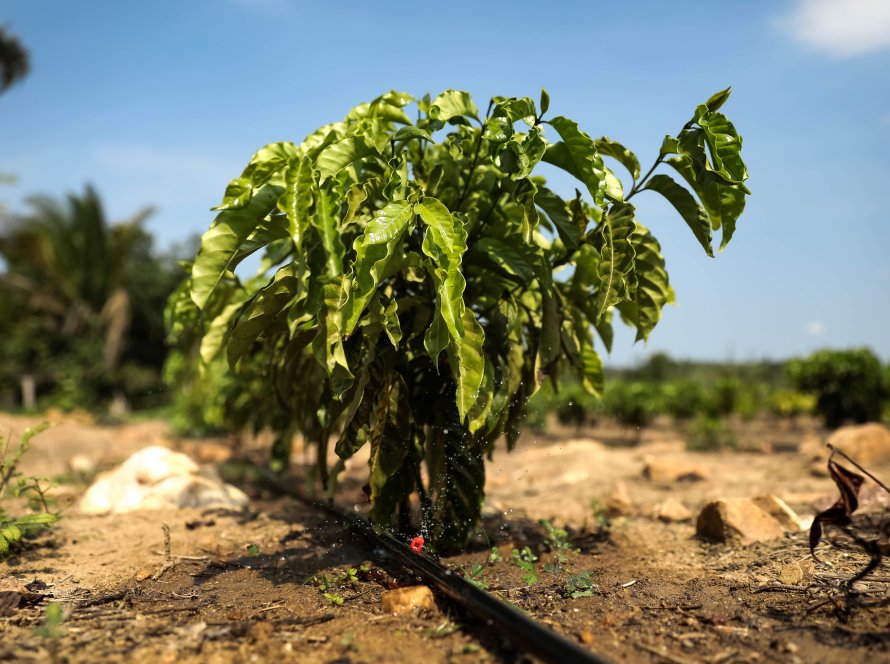 Sistema de irrigação custeado pelo Governo de MT garante produção de café em Colniza