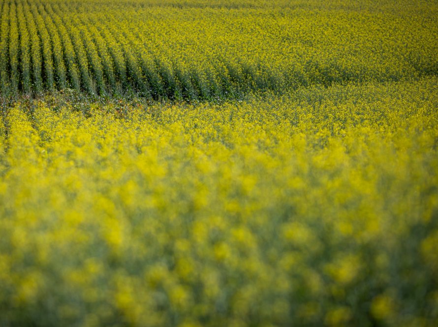 Strategie Grains reduz previsões de safras de canola e girassol da UE