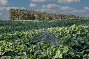 Vazio sanitário da soja entra em vigor no Rio Grande do Sul 