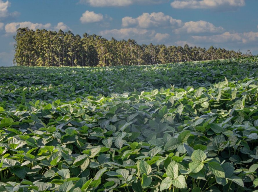 Vazio sanitário da soja entra em vigor no Rio Grande do Sul 