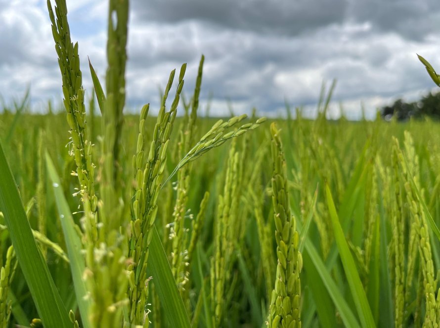 Zarc aponta 80% de chance de sucesso para plantio de arroz irrigado em grande parte do Tocantins