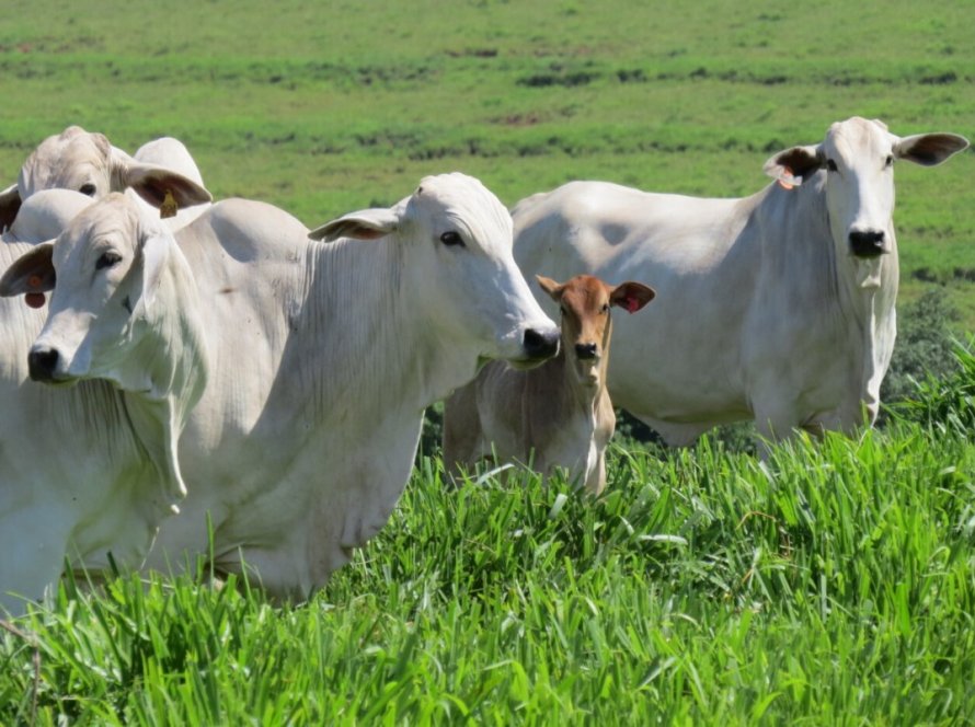 Abertura de mercado na Turquia para exportação de heparina bovina