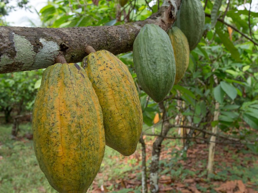 Açaí de Codajás, cacau de Rondônia e cafés da Região Vulcânica vão receber capacitação especializada para ampliar participação no mercado europeu