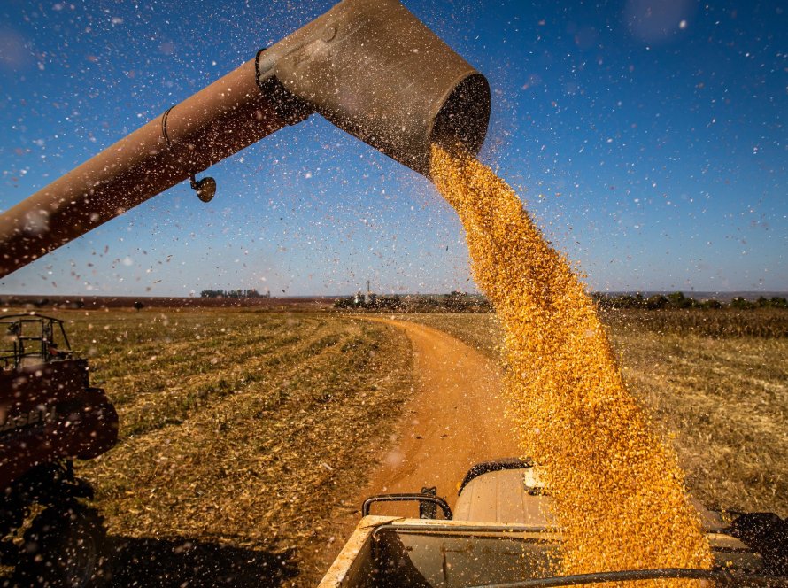 Aprosoja MS indica colheita do milho em 91% no Mato Grosso do Sul