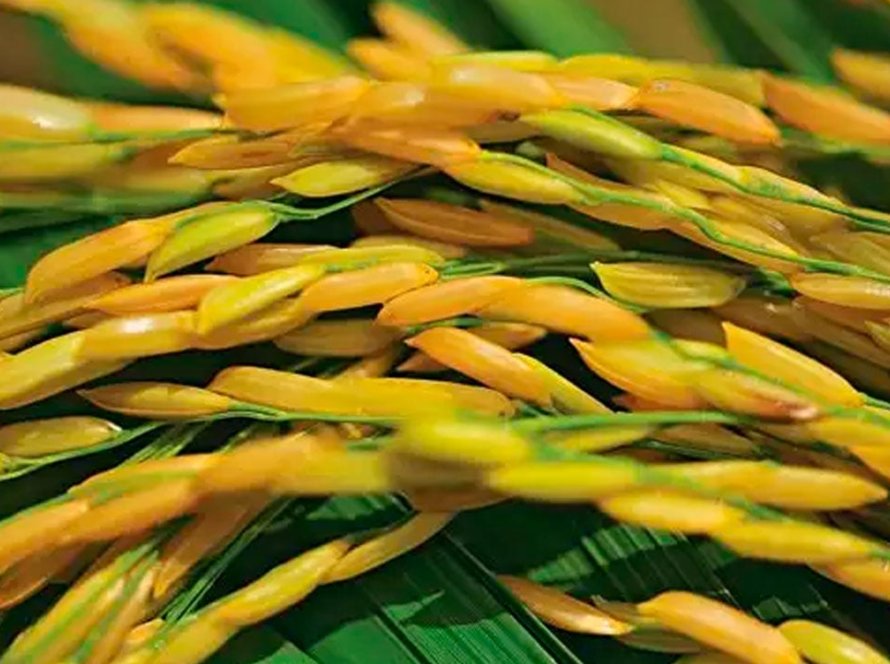 Área plantada de arroz na Safra 2024/2025 deve ter crescimento de 5,3% no RS