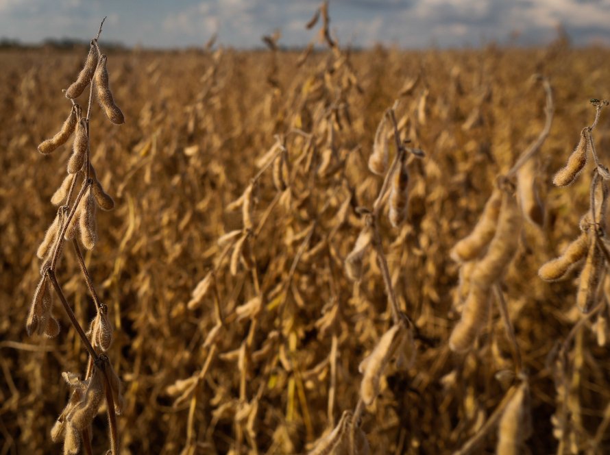 BASF lança fungicida para soja direcionado às doenças de final de ciclo Keyra® é recomendado para terceira e quarta aplicação da soja