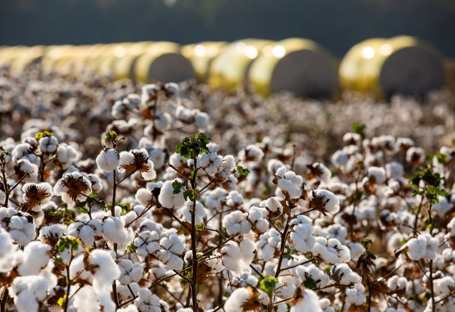 BASF lança soluções para cotonicultores no Congresso Brasileiro do Algodão