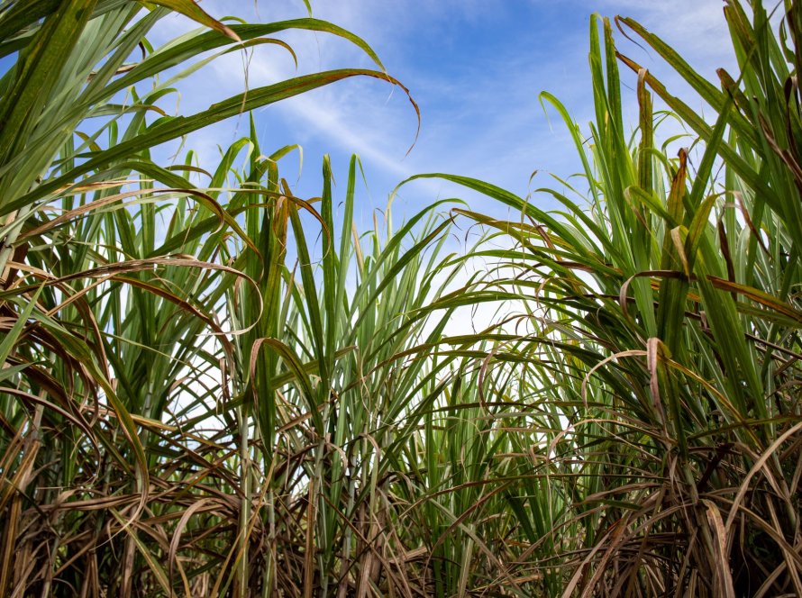 Conab: Produção de cana-de-açúcar é estimada em 689,8 milhões de toneladas na safra 2024/2025