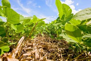 Embrapa promove primeiro dia de campo sobre produção de soja baixo carbono