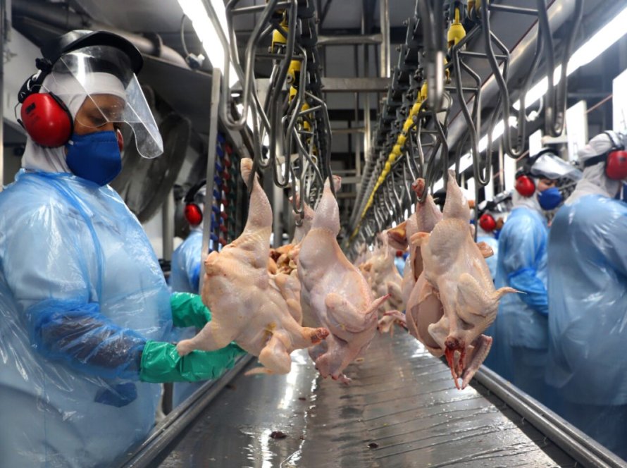 Exportações de carne de frango crescem 7,3% em julho