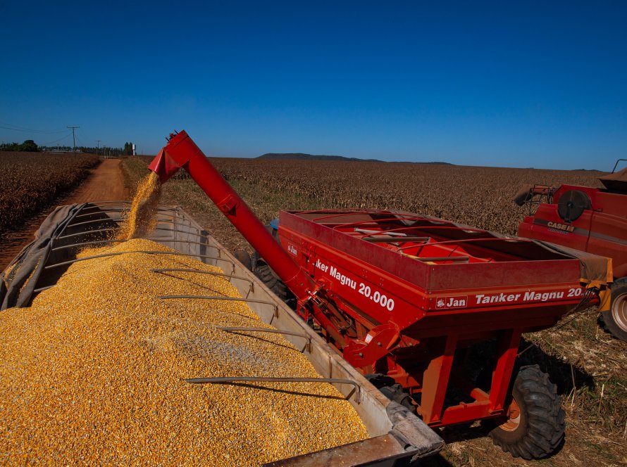 Falta apenas 5,3% de lavouras por colher da 2ª safra de milho no Brasil, aponta Conab