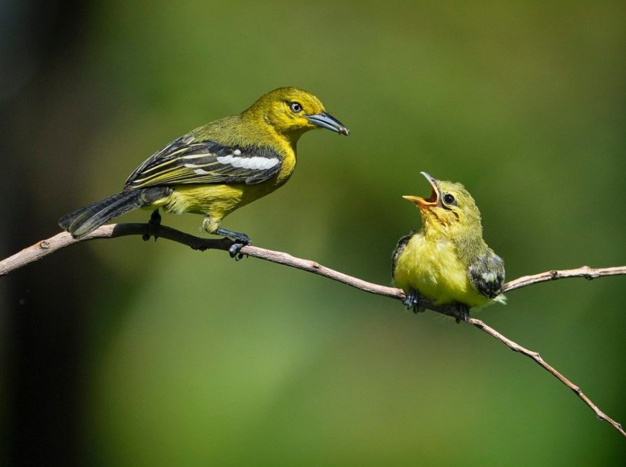 México abre mercado para exportação de aves de exibição e reprodução